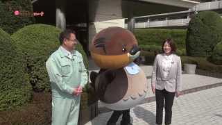 2015/04/08放送・知ったかぶりカイツブリにゅーす