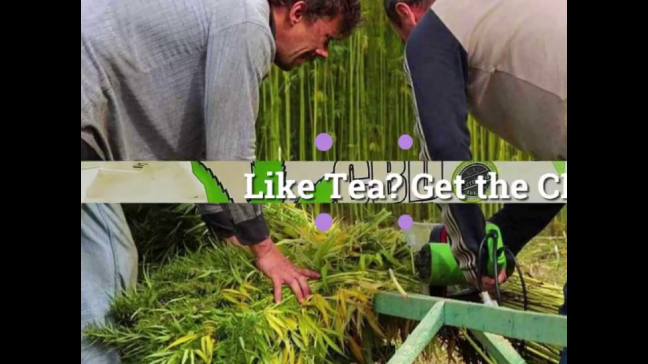 CBD Tea UK | 2020 | Dr Greenlove's Amsterdam CBD Cannabidiol Tea Bags | Quintessential Tips