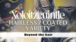 Xoloitzcuintle - Hairless / Coated Variety