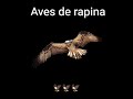 aves de rapina