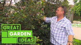 How to Grow and Care for Your Hedging | GARDEN | Great Home Ideas