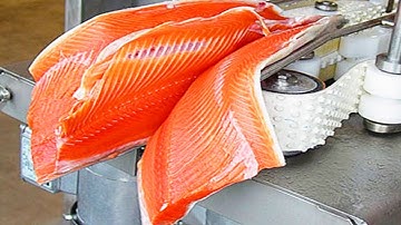How Salmon Fillet Are Made in Factory, Salmon Processing - How It