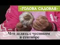 Голова садовая - Что делать с чесноком в сентябре