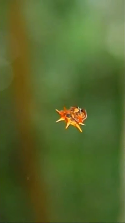 So Amazing Red Spider Stay A Lone