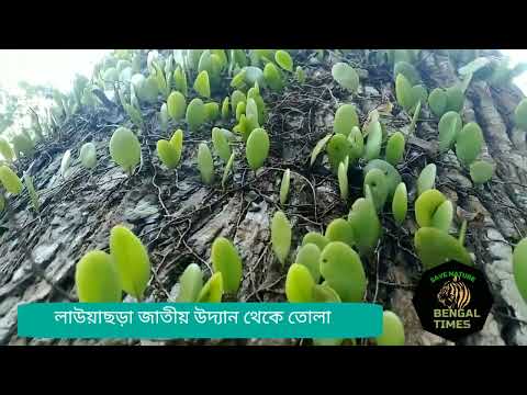 ভিডিও: অর্কিড কোথায় জন্মায়? বন্য মধ্যে অর্কিড