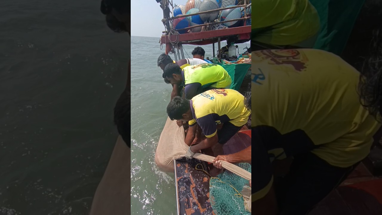 खोल समुद्रात जवळा मासेमारी. tinny shrimp fishing. Mumbai Indian fishing #prawns #fishing #boat