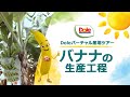 Doleバーチャル産地ツアー　～バナナの生産工程～