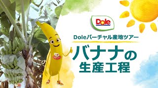 Doleバーチャル産地ツアー　～バナナの生産工程～