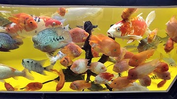 NC. World พระราม 2 - งานติดตั้ง Drum Filter สำหรับอ่าง L ทั้ง 2 ฝั่งปีกซ้ายปีกขวา เพิ่มปั๊มน้ำ Set 2