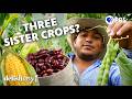 What Are The Three Sister Crops? | Delishtory