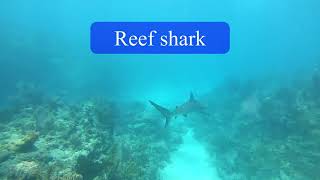 Diving Looe Key Reef, Fl Keys SPA