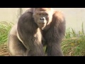 追われるのを楽しむシャバーニ Enjoy being chased by Shabani