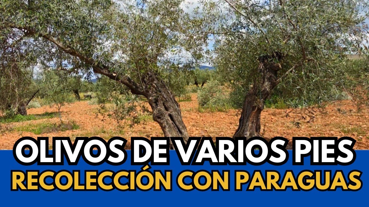 🟥 Poda de Olivar Tradicional para Paraguas