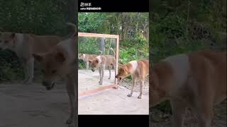 Intense Dog Play Fight Friendly Wrestling Between Dogs