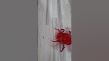 cool hexbug scorpion (short version)