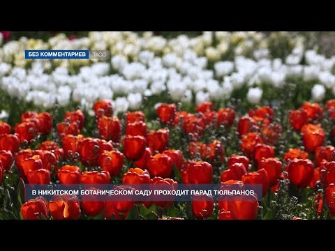 13-й парад тюльпанов в Никитском ботаническом саду проходит без посетителей