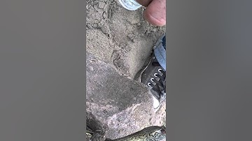 Soft shelled turtle bit the bait