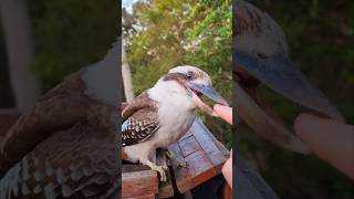 Australian wildlife: What does the kookaburra eat? Is the kookaburra a kingfisher species? Facts!