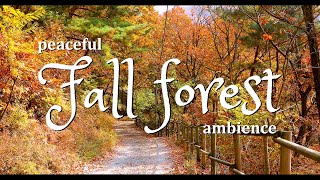 Relaxing Autumn/Fall Forest Ambience  Calming wind, Rustling Leaves, Distant Birds, Peaceful Trees