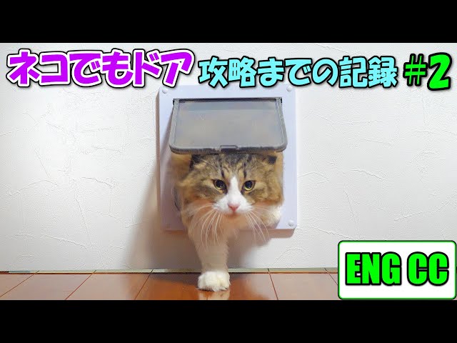 猫達が専用扉ネコでもドアを攻略するまでの記録＃2　ボス吉が自力突破成功！【Eng CC】