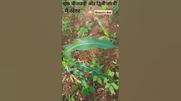एक बीजपत्री और द्विबीजपत्री में अंतर......... difference between monocot & dicot..