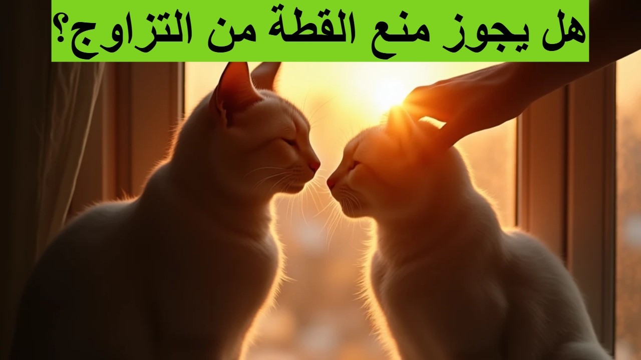 هل يجوز منع القطة من التزاوج؟ الفتوى والجانب الإنساني والشرعي