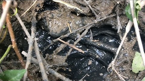 Ổ Cá Lóc Mắc Cạn Cuối Mùa - Mùa Cá Cạn - MTSN Tập 25