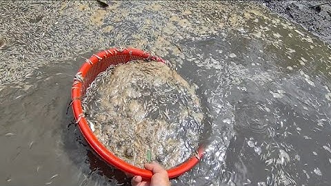 Giải cứu cá rô đồng (T83) chết do thuốc trừ sâu 