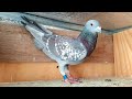 My 2023 Indigo Racing Pigeons