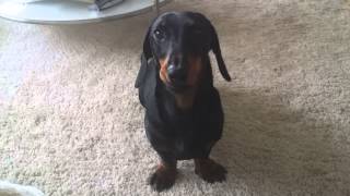 Dachshund Bobby  crying for attention