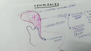 Muscle of Mastication | Temporalis Muscle | TCML