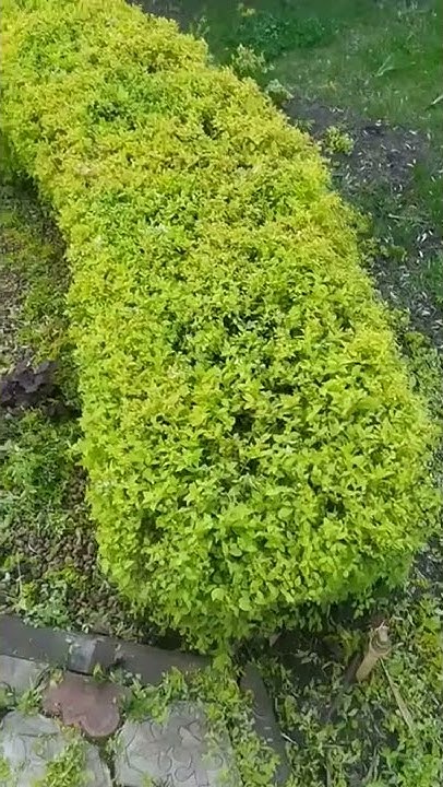 Стрижка живой изгороди из спиреи. - YouTube