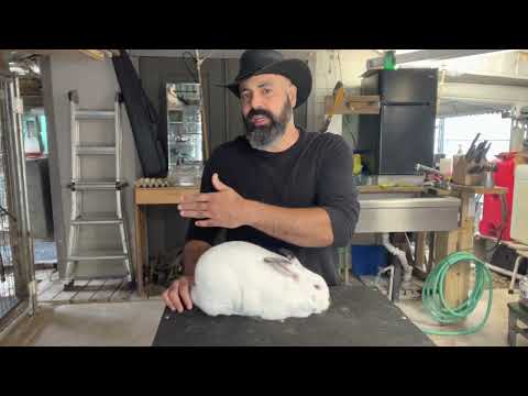 Video: Creme d'Argent Rabbit