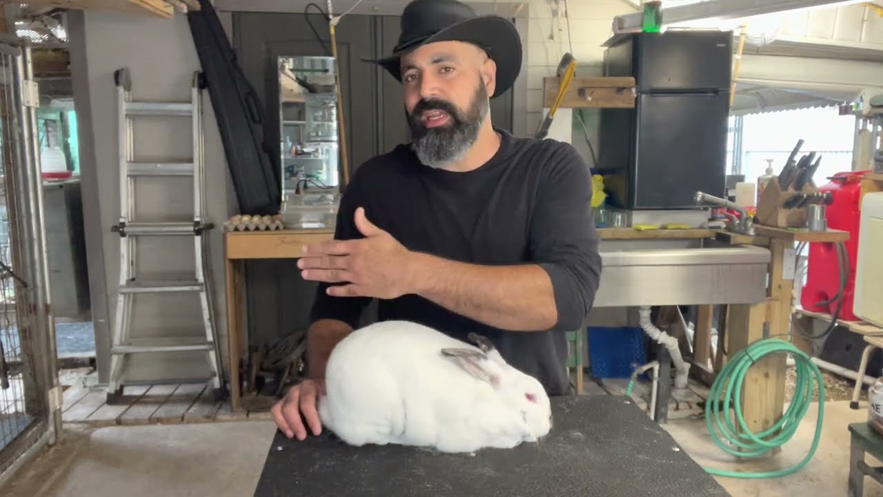 Conejo California características principales,como se cría conejos eficientemente para cárnicos