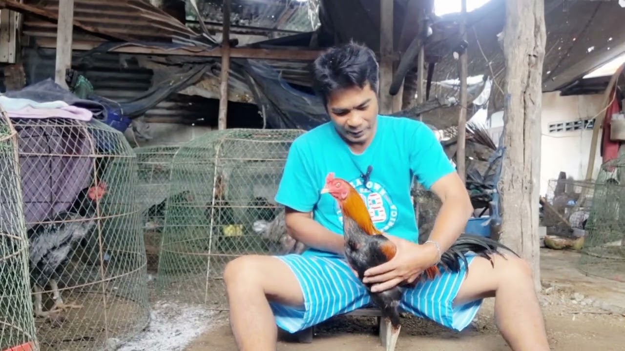 ปั้นไก่ใหม่ก่อนซ้อม