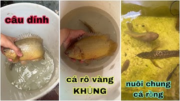 lần đầu thấy câu dính được con Cá Rô Đồng Bự Chà Bá vầy nè đem nuôi chung với cá rồng kim long luôn