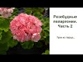 Розебудные пеларгонии  часть 2