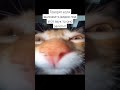 #залити #пустьзалетит #кот