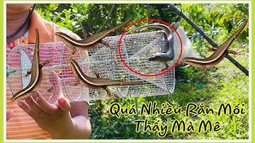 Độc Lạ Bẫy Rắn Mối Bằng Lợp Ếch - Cái Nào Cũng Dính Thấy Mê|| Dung Food Channel #18