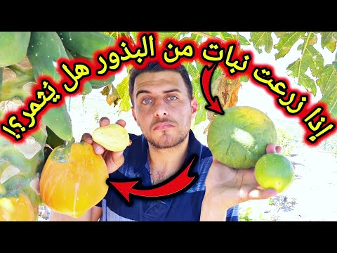 هل يمكن لنبات مزروع من البذور ان يثمر معلومات مفصلية في الزراعة