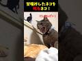 飼い主を守ってくれる猫５選#cat #ねこ #猫のいる暮らし#猫好きさんと繋がりたい
