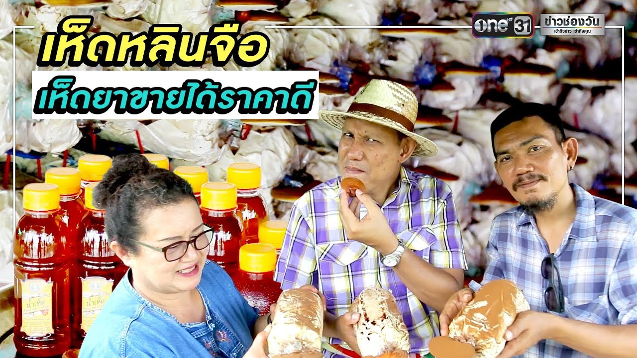 เห็ดหลินจือ เห็ดยาขายได้ราคาดี | ข่าวช่องวัน | one31