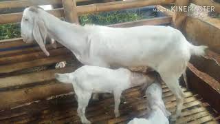 Hasil Kawin Silang Kambing Boer Dengan Jawa Randu Atau PE