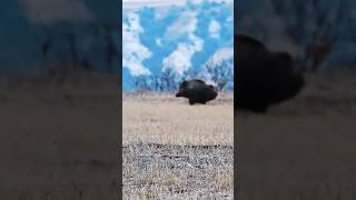 #Blue Sky Boar Hunt#🎯One Shot Under the Blue# Sky 🐗Wild Boar vs Hunter 😱Perfect Sky Shot Boar Hunt🔥#
