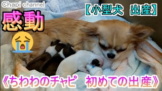 【小型犬出産の記録】ちわわのチャピ　初めての出産