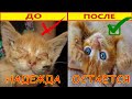 Лечим Больные Глаза у Брошенных Котят. Выхаживаем Бездомных Котят. Подобрал Котенка.