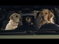 Subaru Dog Tested | On Repeat