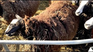 In lamb flock now separated out & brought to graze herbal paddock by Zwartbles Ireland Suzanna Crampton 535 views 1 month ago 7 minutes, 48 seconds