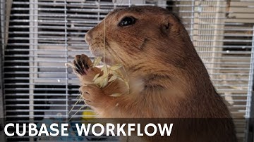 AA02 Cubase Workflow