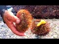 Como sacar y abrir el ERIZO de mar y comer en crudo!! - How to remove and open the sea urchin